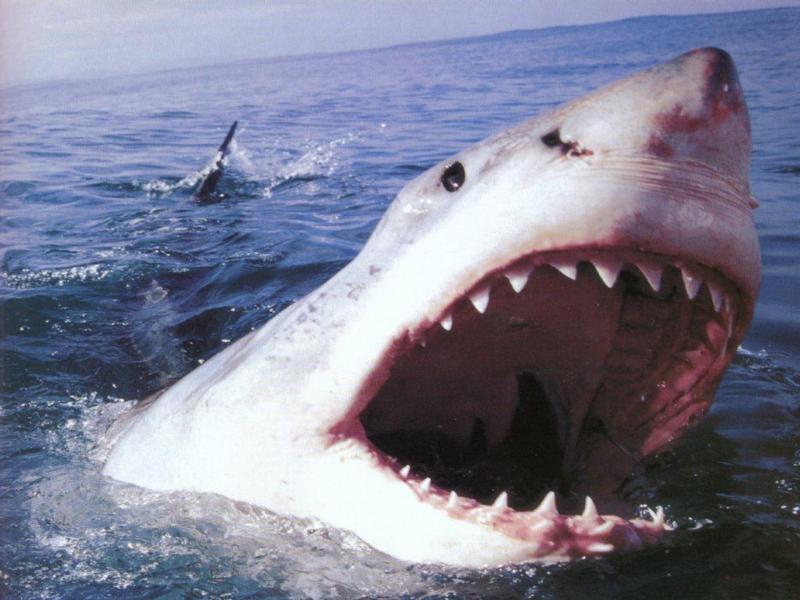 meg film megalodon