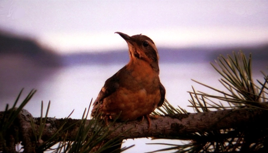 twin peaks