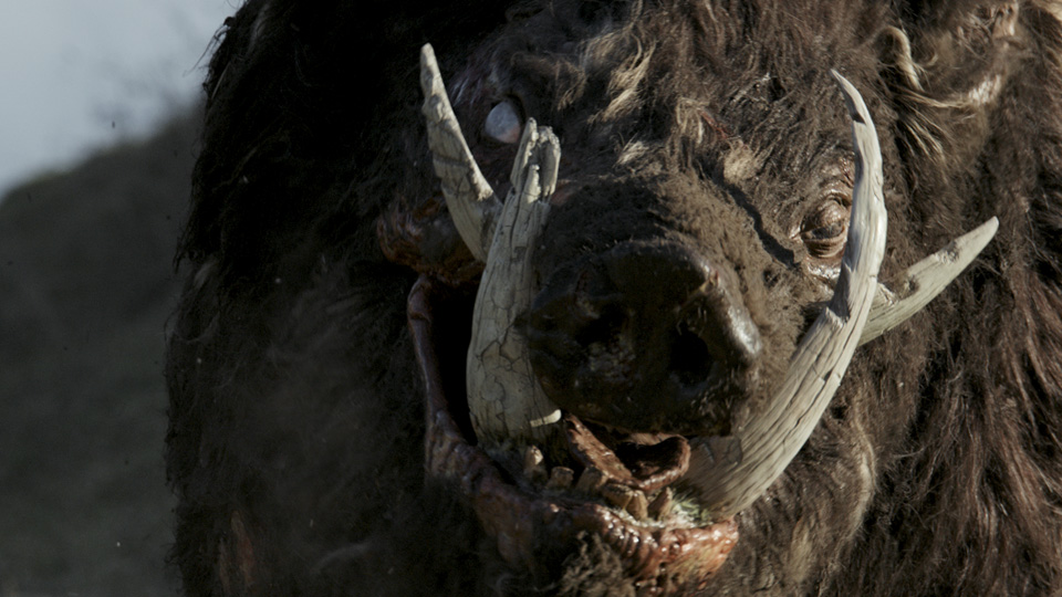 chris sun boar film cinghiale
