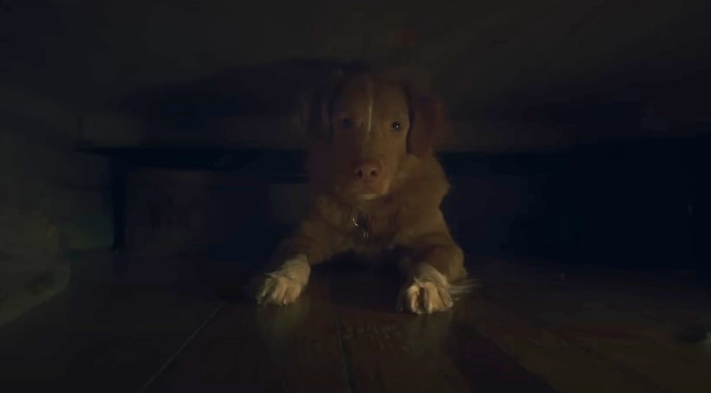 good boy film 2025