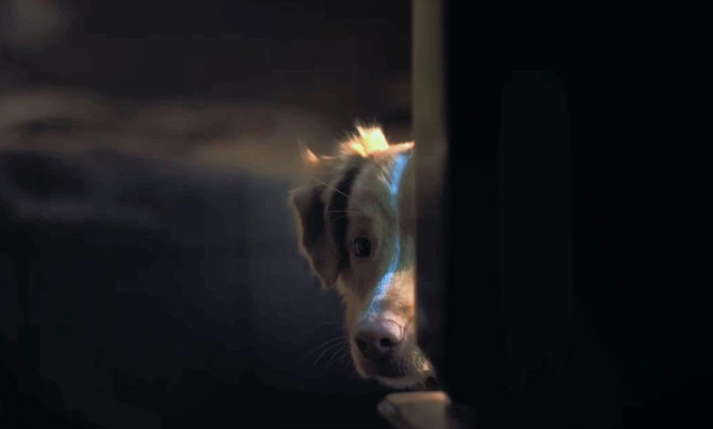 good boy film 2025 indy