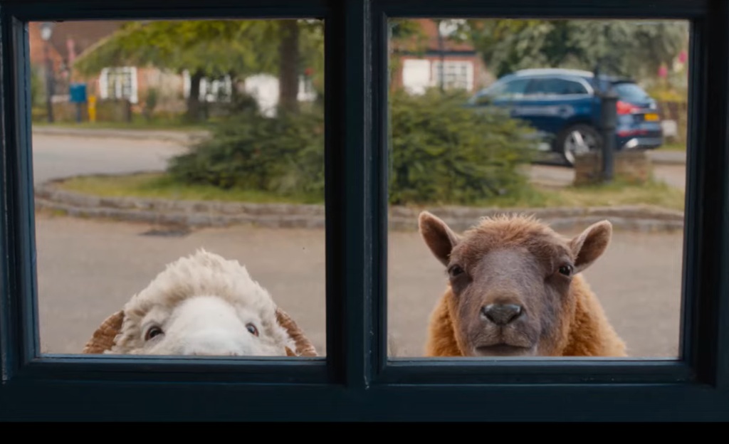 pecore sotto copertura film 2026