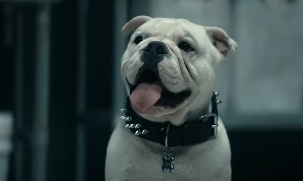 the boys stagione 5 2026 the boys stagione 5 2026