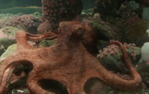 creature luminose film 2026 netflix