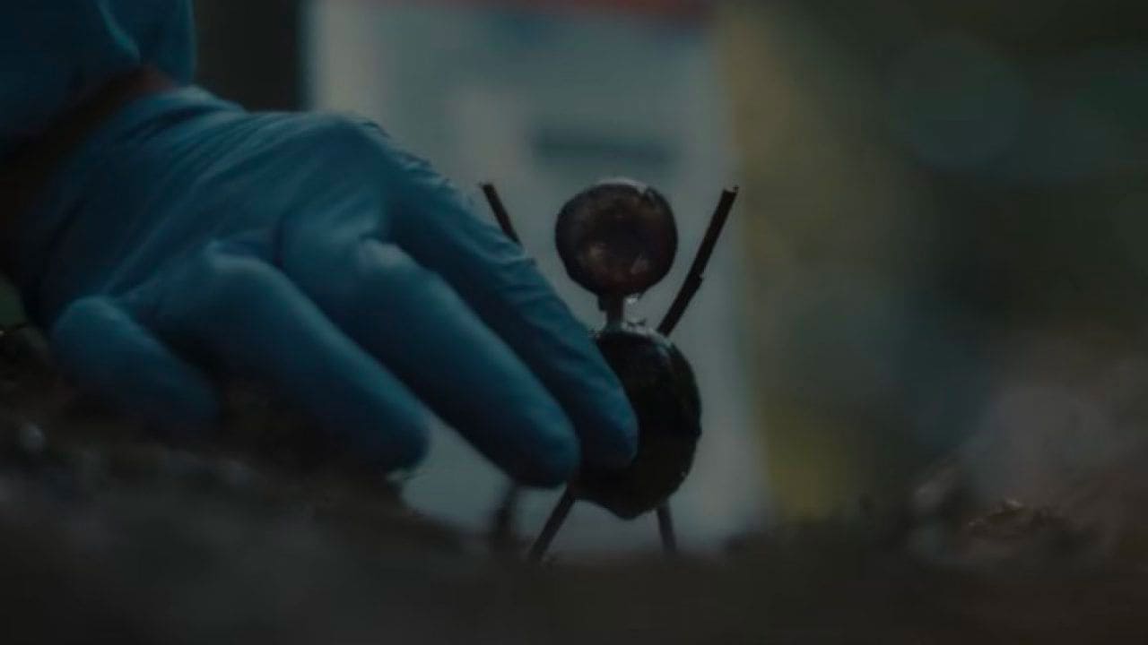 Una scena di L'Uomo delle Castagne